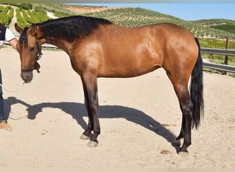 PRE, Mare, 4 years, 15,1 hh, Dun