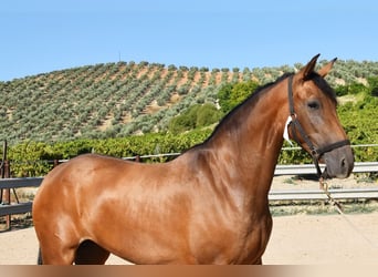 PRE, Mare, 4 years, 15,1 hh, Dun