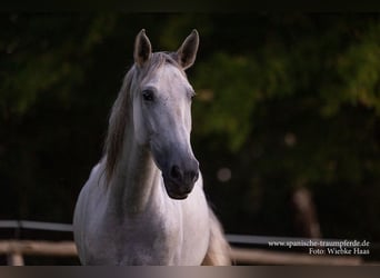 PRE Mix, Mare, 4 years, 15.1 hh, Gray