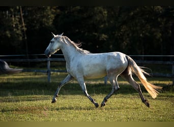PRE Mix, Mare, 4 years, 15.1 hh, Gray