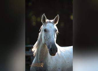 PRE Mix, Mare, 4 years, 15.1 hh, Gray