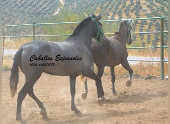 PRE Mix, Mare, 4 years, 15.1 hh, Grey-Dapple