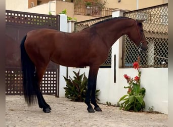 PRE, Mare, 4 years, 15.2 hh, Bay-Dark