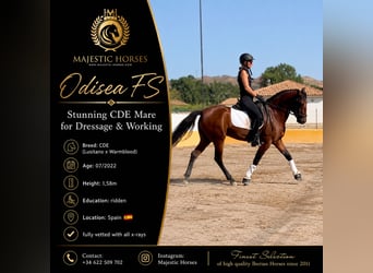 PRE, Mare, 4 years, 15.2 hh, Bay-Dark