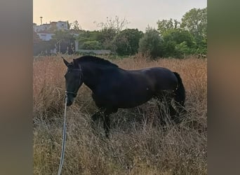 PRE, Mare, 4 years, 15.2 hh, Black