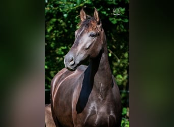 PRE, Mare, 4 years, 15,2 hh, Black