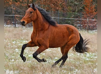 PRE, Mare, 4 years, 15.2 hh, Brown