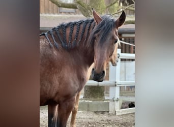 PRE Mix, Mare, 4 years, 15.2 hh, Brown