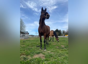 PRE Mix, Mare, 4 years, 15.2 hh, Brown
