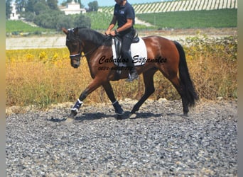 PRE Mix, Mare, 4 years, 15.2 hh, Brown