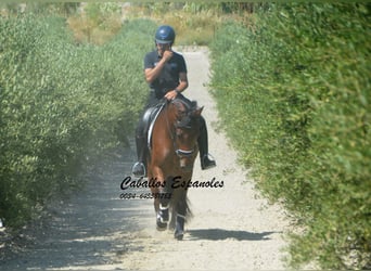 PRE Mix, Mare, 4 years, 15.2 hh, Brown