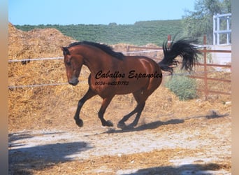 PRE Mix, Mare, 4 years, 15.2 hh, Brown