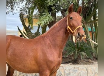 PRE Mix, Mare, 4 years, 15.2 hh, Chestnut