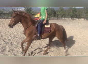 PRE Mix, Mare, 4 years, 15.2 hh, Chestnut-Red