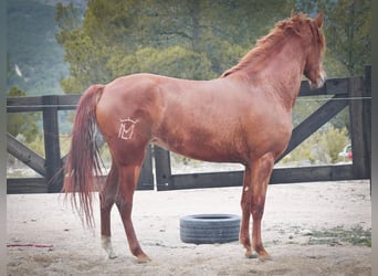 PRE Mix, Mare, 4 years, 15.2 hh, Chestnut-Red