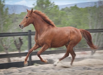 PRE Mix, Mare, 4 years, 15.2 hh, Chestnut-Red