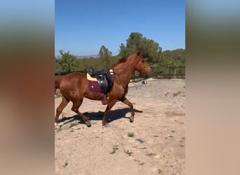 PRE Mix, Mare, 4 years, 15,2 hh, Chestnut-Red