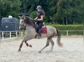 PRE Mix, Mare, 4 years, 15.2 hh