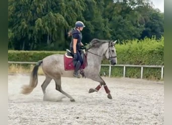 PRE Mix, Mare, 4 years, 15.2 hh