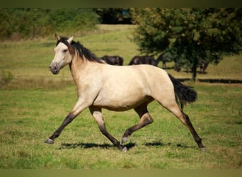 PRE, Mare, 4 years, 15,2 hh, Dun