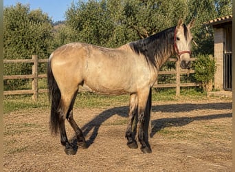 PRE Mix, Mare, 4 years, 15.2 hh, Dun