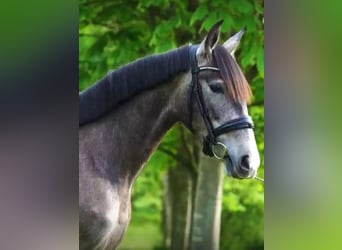 PRE Mix, Mare, 4 years, 15,2 hh, Gray-Dapple