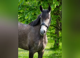 PRE Mix, Mare, 4 years, 15,2 hh, Gray-Dapple