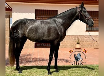 PRE Mix, Mare, 4 years, 15.2 hh, Gray-Dark-Tan