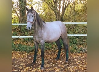 PRE Mix, Mare, 4 years, 15,2 hh, Gray