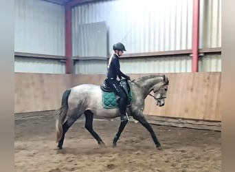 PRE Mix, Mare, 4 years, 15,2 hh, Gray