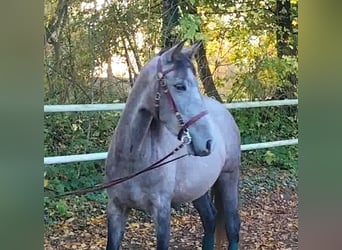 PRE Mix, Mare, 4 years, 15,2 hh, Gray