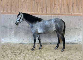 PRE Mix, Mare, 4 years, 15,2 hh, Gray