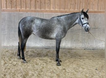 PRE Mix, Mare, 4 years, 15,2 hh, Gray