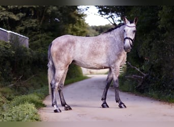 PRE, Stute, 4 Jahre, 15,2 hh, Rotschimmel