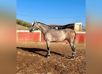 PRE, Mare, 4 years, 15,2 hh, Gray-Red-Tan