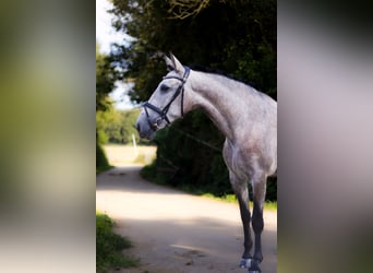 PRE, Stute, 4 Jahre, 15,2 hh, Rotschimmel