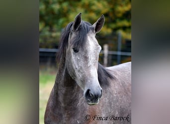 PRE, Mare, 4 years, 15.2 hh, Grey