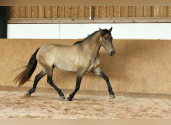 PRE Mix, Mare, 4 years, 15.2 hh, Grey