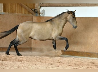 PRE Mix, Mare, 4 years, 15.2 hh, Grey