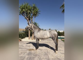 PRE, Mare, 4 years, 15.2 hh, Grey