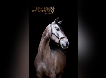 PRE Mix, Mare, 4 years, 15.2 hh, Grey