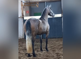 PRE Mix, Mare, 4 years, 15.2 hh, Grey