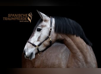 PRE Mix, Mare, 4 years, 15.2 hh, Grey