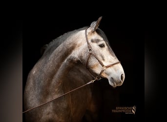 PRE Mix, Mare, 4 years, 15.2 hh, Grey