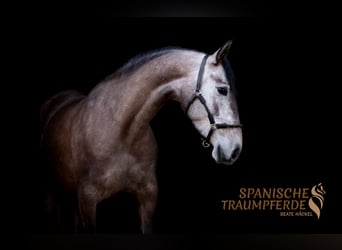 PRE Mix, Mare, 4 years, 15.2 hh, Grey