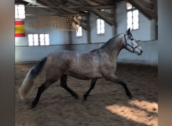PRE Mix, Mare, 4 years, 15.2 hh, Grey