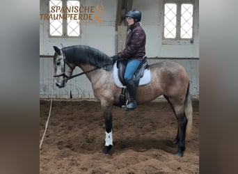 PRE Mix, Mare, 4 years, 15.2 hh, Grey
