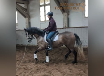 PRE Mix, Mare, 4 years, 15.2 hh, Grey