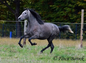 PRE Mix, Mare, 4 years, 15.2 hh, Grey