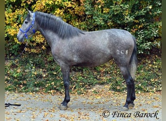 PRE Mix, Mare, 4 years, 15.2 hh, Grey